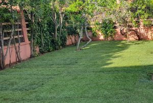 Corte de Cesped - Jardinería AlonJardín