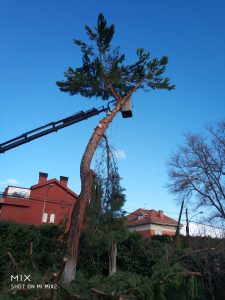 Servicios de Poda de Árboles - Jardinería Alonjardín