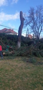 Servicios de Poda de Árboles - Jardinería Alonjardín