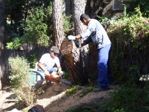 Servicios de Poda de Árboles - Jardinería Alonjardín