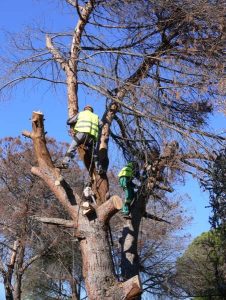 Servicios de Poda de Árboles - Jardinería Alonjardín